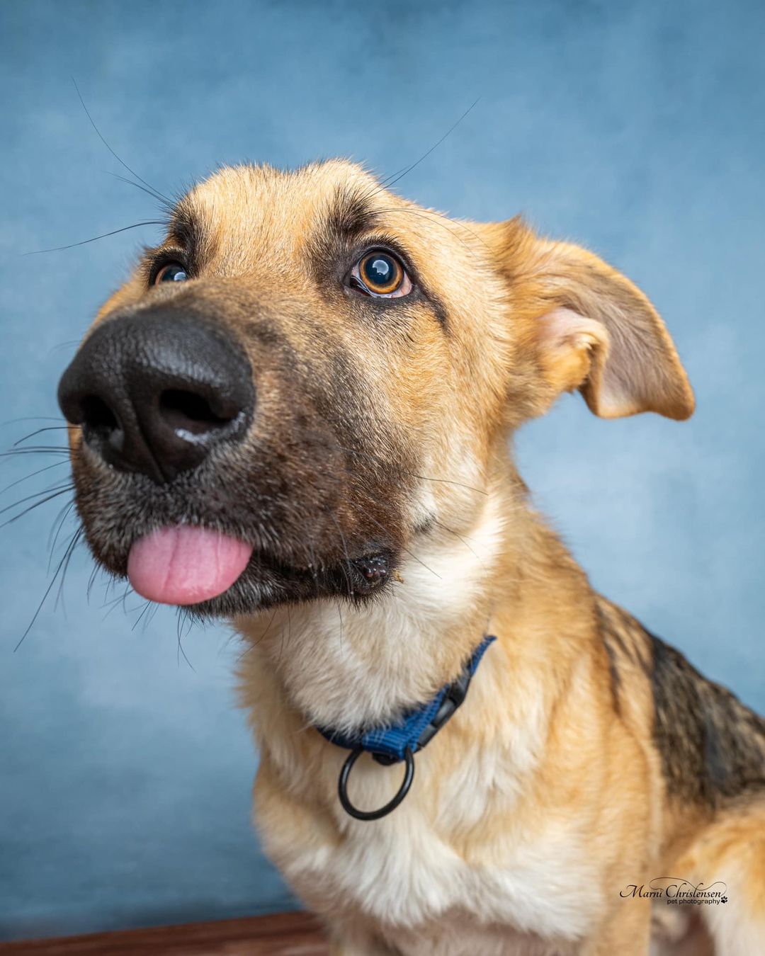 Picture of dog sticking it's tongue out in cute pose