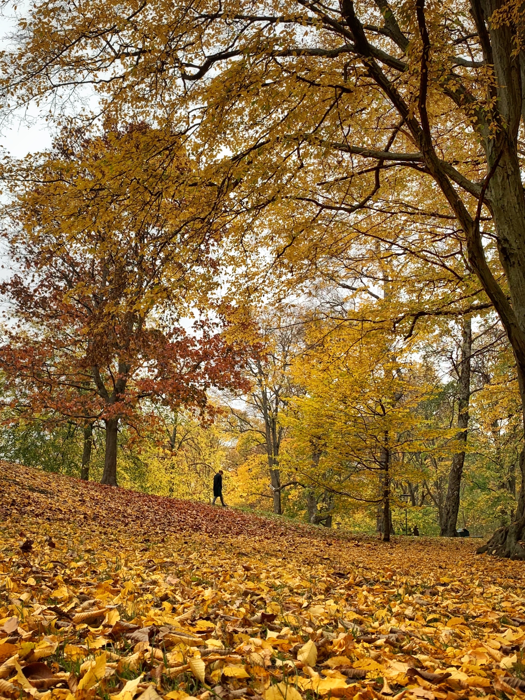 A walk in the park on a fall day.