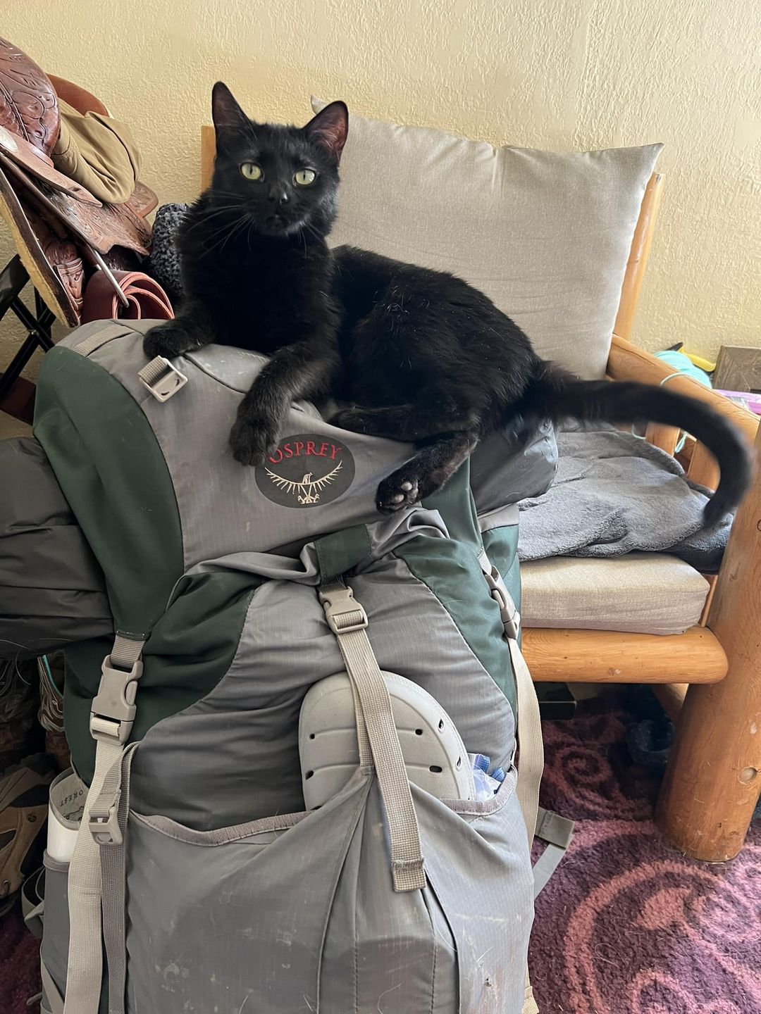 Black cat sitting on top of Osprey hiking bag