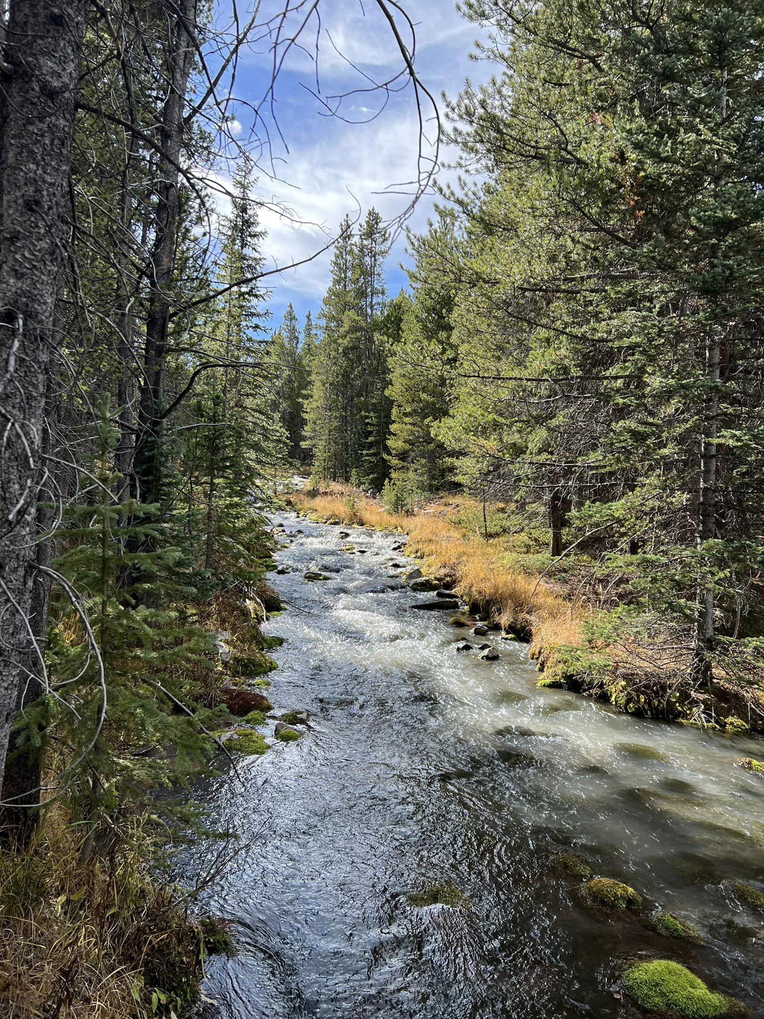 A river cuts through trees.