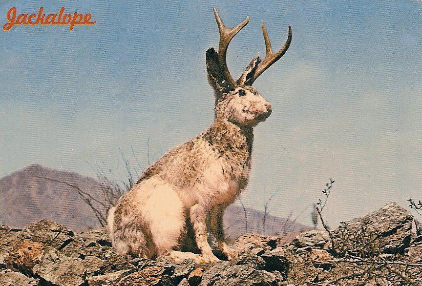 A jack rabbit with antelope antlers