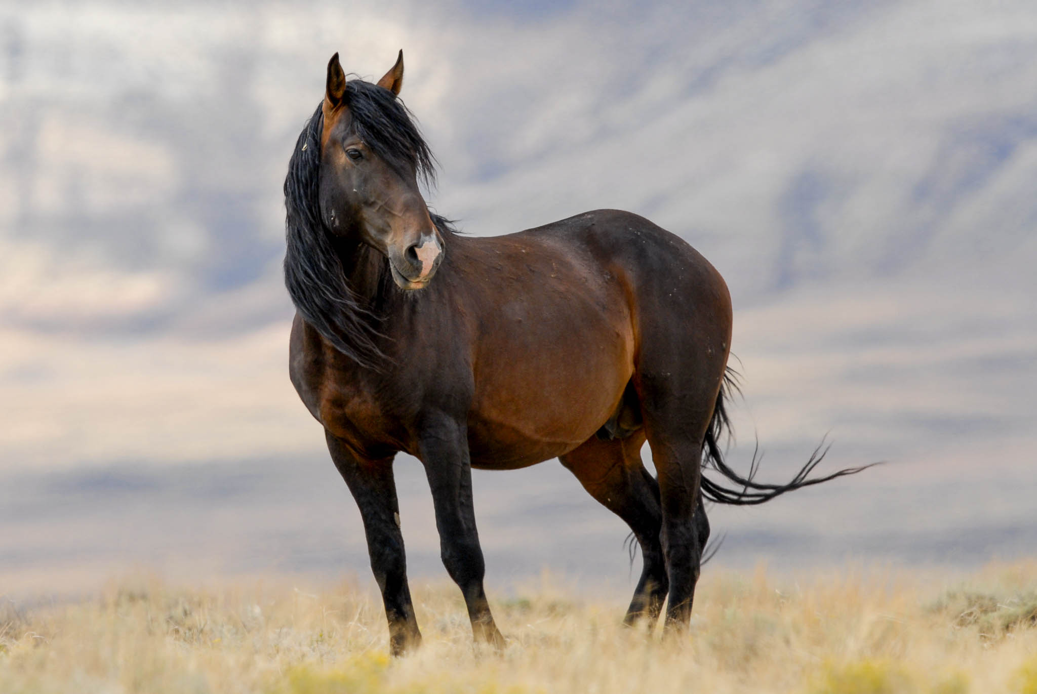 Photo of dark brown mustang horse in a field with white mountain in the background